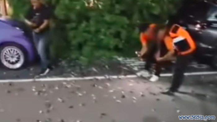 Burung pipit mati massal di Bandara Ngurah Rai, Bali. (Tangkapan layar)